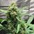 Chronic Ryder BX autoreg, Фасовка: 5